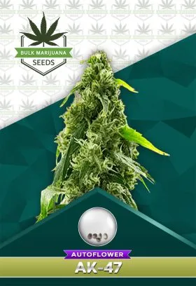 AK-47 Strain Autoflower