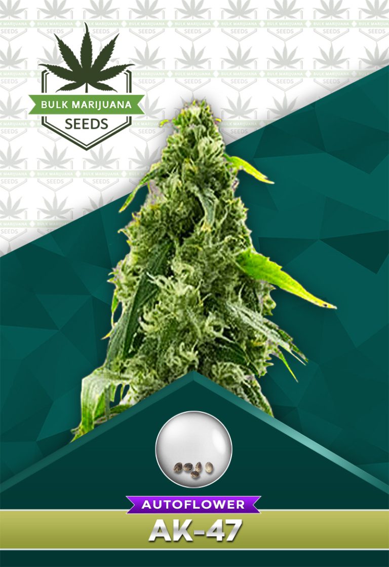 AK-47 Strain Autoflower