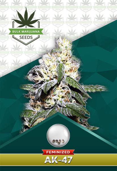 AK-47 Strain Feminized