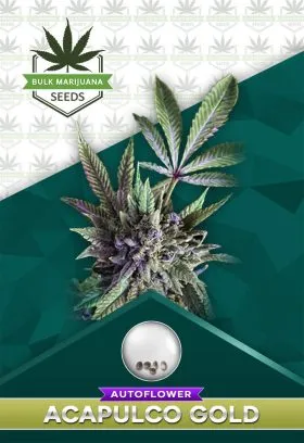 Acapulco Gold Autoflowering