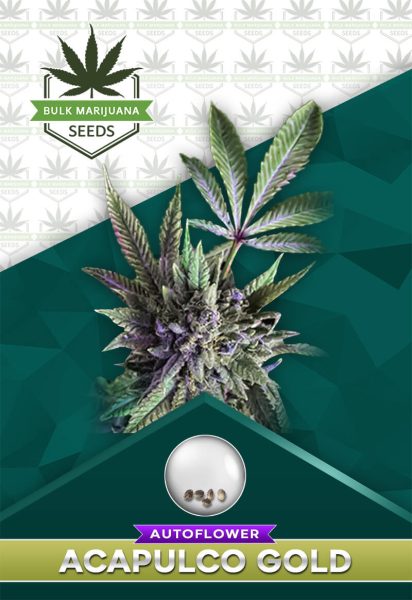 Acapulco Gold Autoflowering