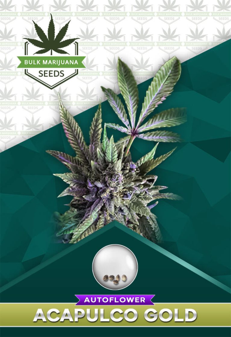 Acapulco Gold Autoflowering
