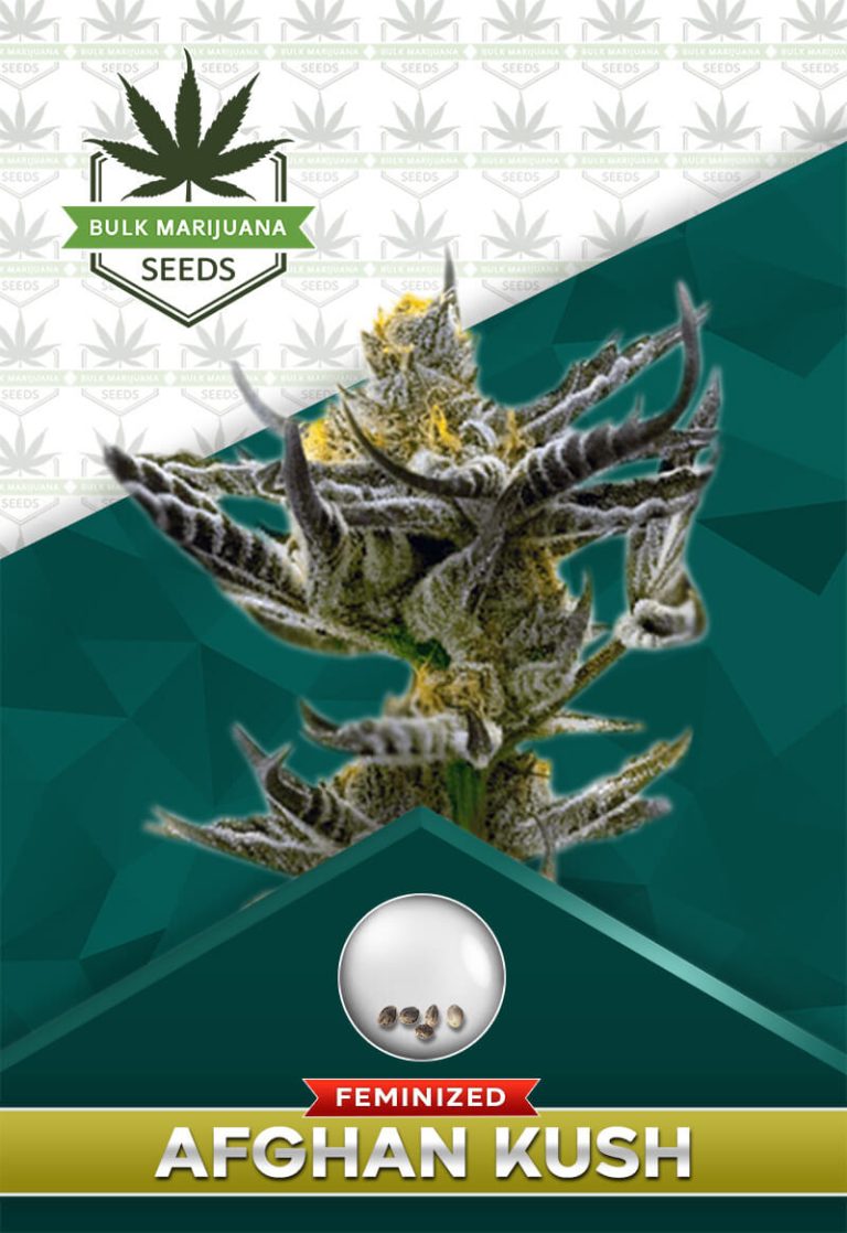 Afghan Kush Strain Feminized