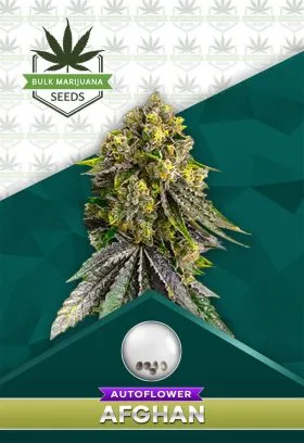 Afghan Strain Autoflowering