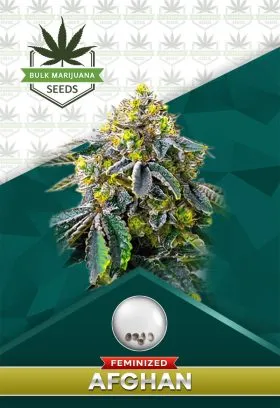 Afghan Strain Feminized