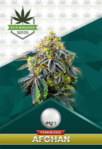 Afghan Strain Feminized