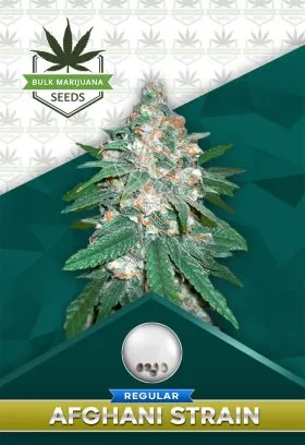 Afghani Strain Regular Marijuana Seeds