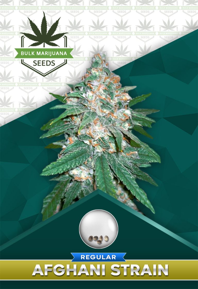 Afghani Strain Regular Marijuana Seeds