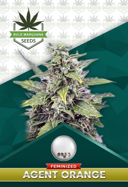 Agent Orange Strain Feminized