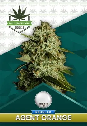 Agent Orange Strain Regular Marijuana Seeds