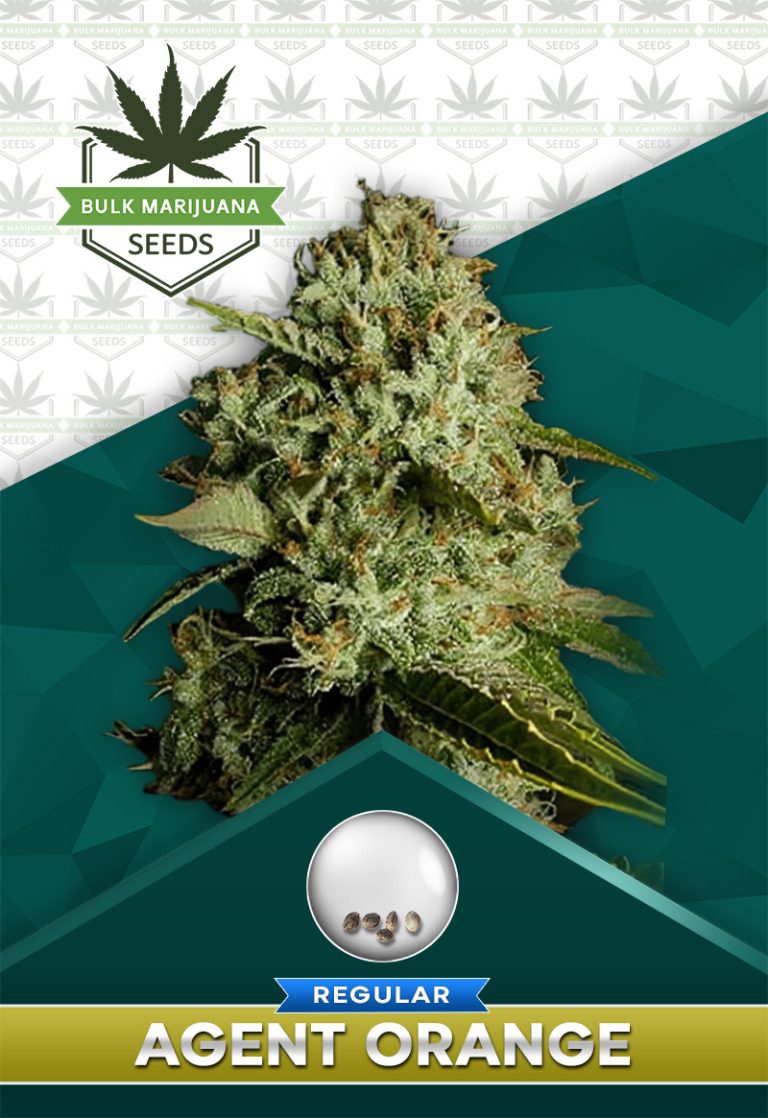 Agent Orange Strain Regular Marijuana Seeds