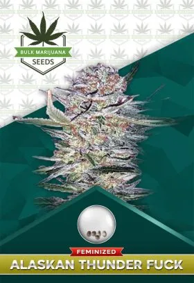 Alaskan Thunder Fuck Strain Feminized