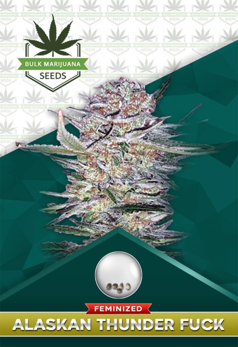 Alaskan Thunder Fuck Strain Feminized