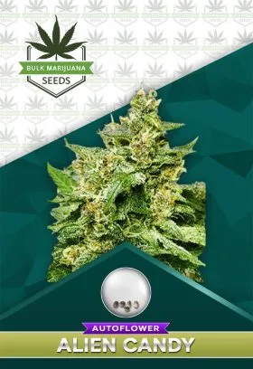 Alien Candy Strain
