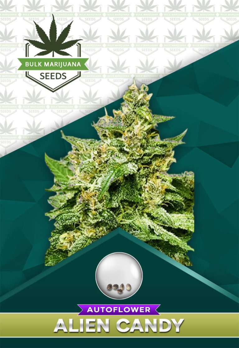 Alien Candy Strain