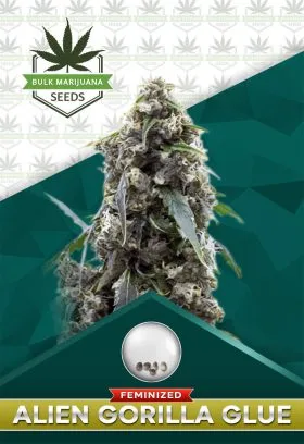 Alien Gorilla Glue Strain Feminized