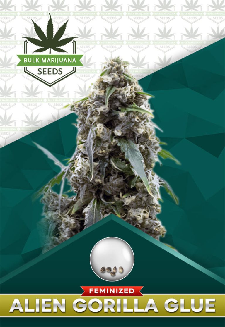 Alien Gorilla Glue Strain Feminized