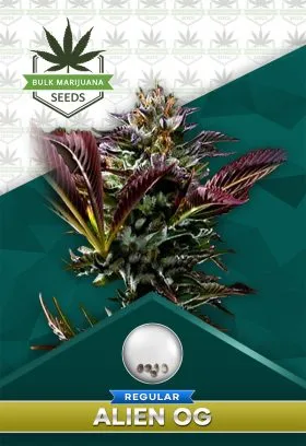 Alien OG BCBD Strain Regular Marijuana Seeds