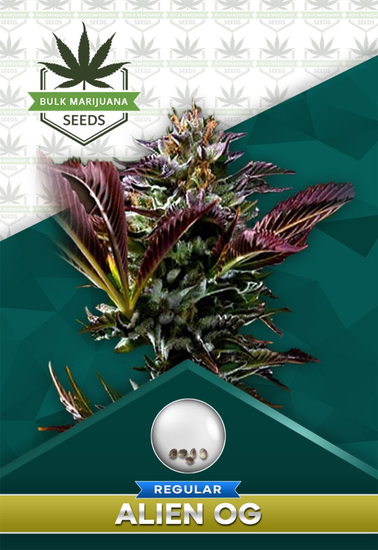 Alien OG BCBD Strain Regular Marijuana Seeds