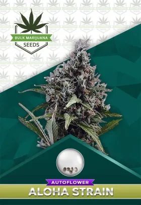 Aloha Strain Autoflowering