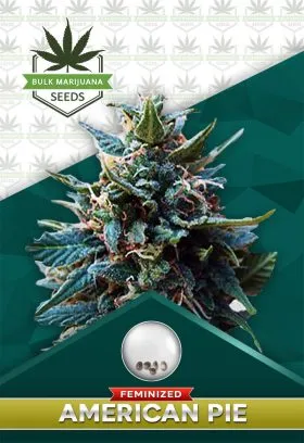 American Pie Strain Feminized