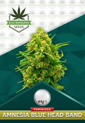 Amnesia Blue Headband Strain Feminized