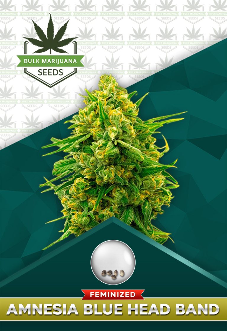 Amnesia Blue Headband Strain Feminized