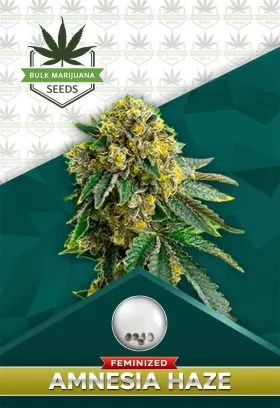 Amnesia Haze Feminized