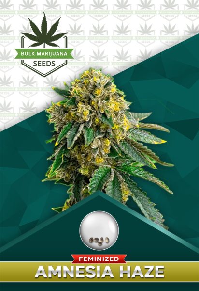 Amnesia Haze Feminized