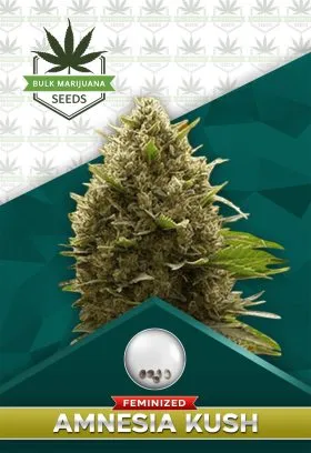 Amnesia Kush Feminized
