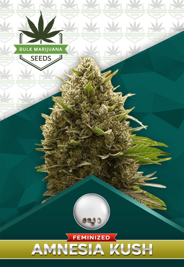 Amnesia Kush Feminized