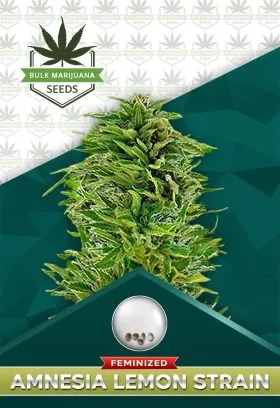 Amnesia Lemon Strain Feminized