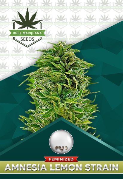 Amnesia Lemon Strain Feminized