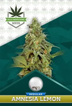 Amnesia Lemon Strain Regular Marijuana Seeds