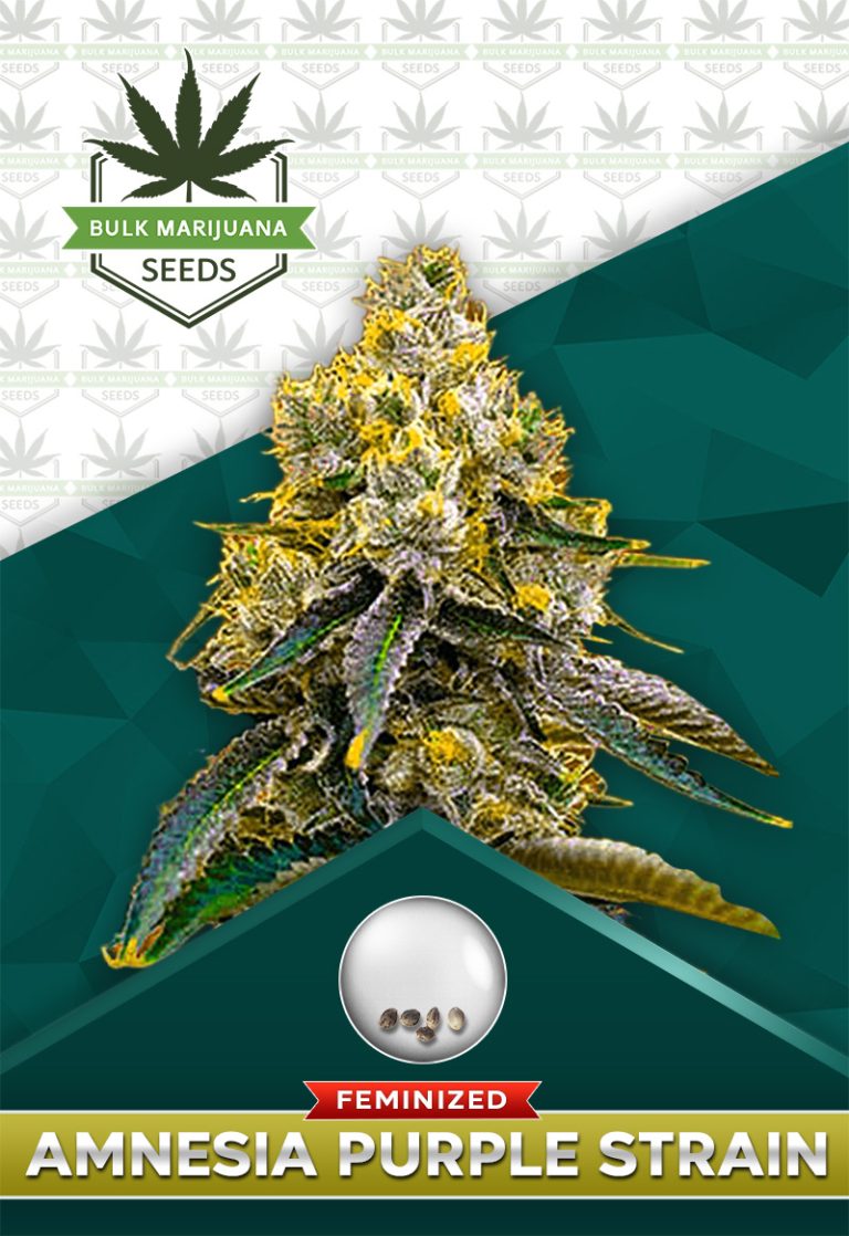 Amnesia Purple Strain Feminized