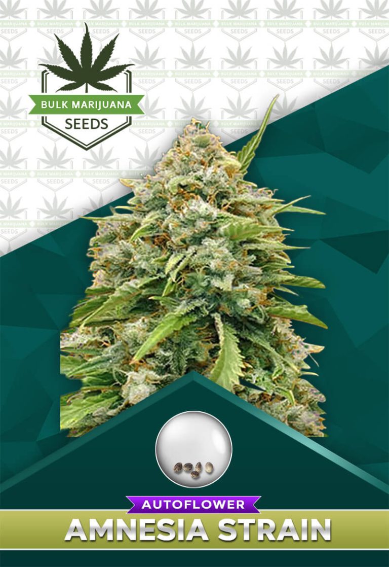 Amnesia Strain Autoflower