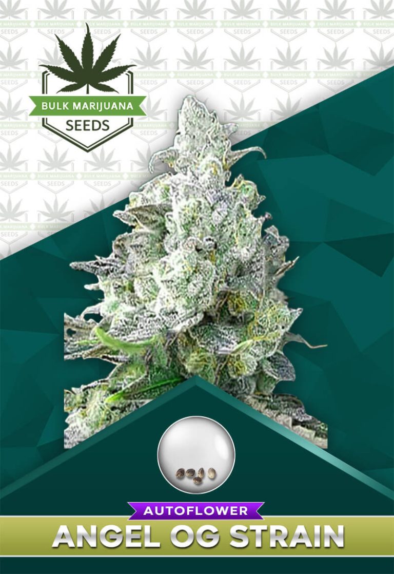 Angel OG Strain Autoflowering