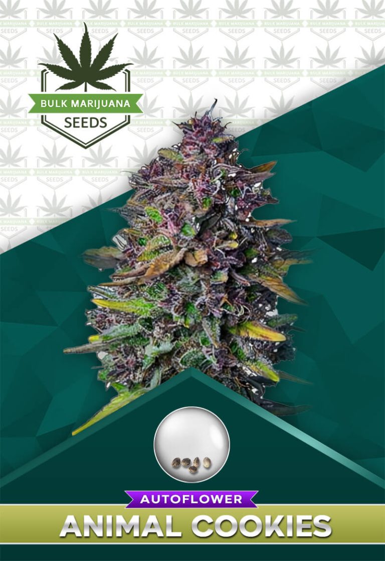 Animal Cookies Strain Autoflowering