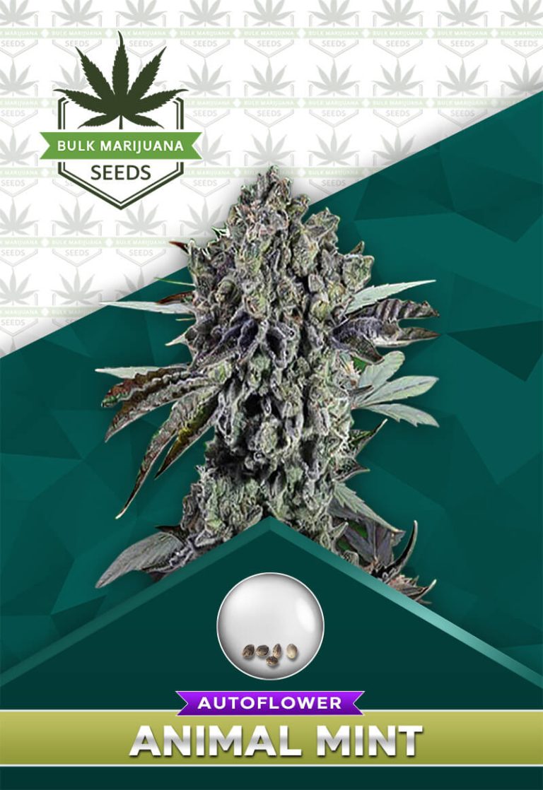 Animal Mint Strain Autoflowering