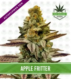 Apple Fritter Strain Autoflowering