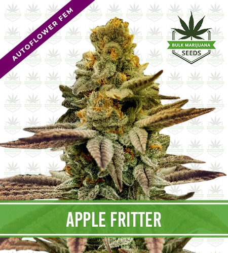 Apple Fritter Strain Autoflowering