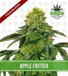Apple Fritter Strain Feminized