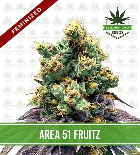 Area 51 Fruitz Strain Feminized