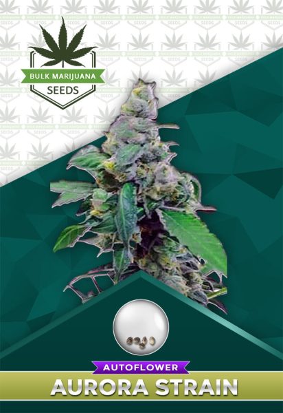 Aurora Strain Autoflower