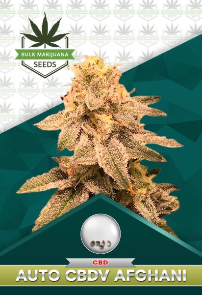 Auto CBDV Afghani Strain