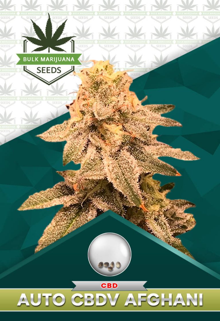 Auto CBDV Afghani Strain