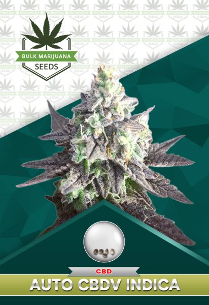 Auto CBDV Indica Strain