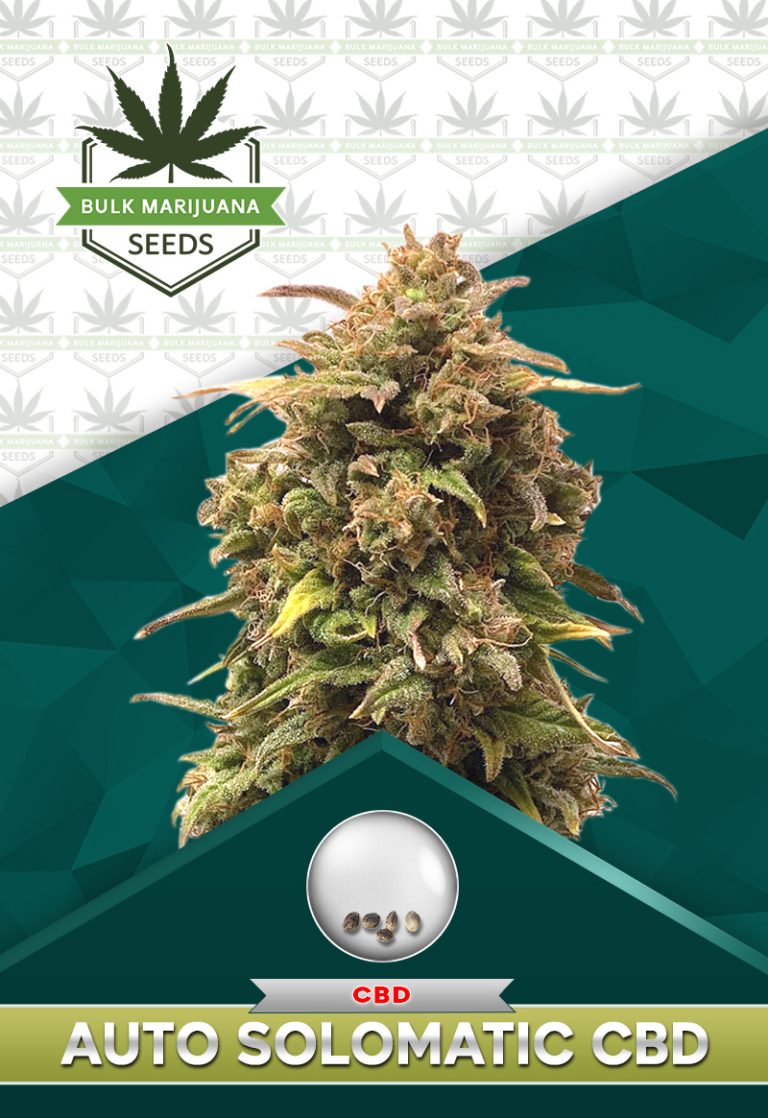 Auto Solomatic CBD