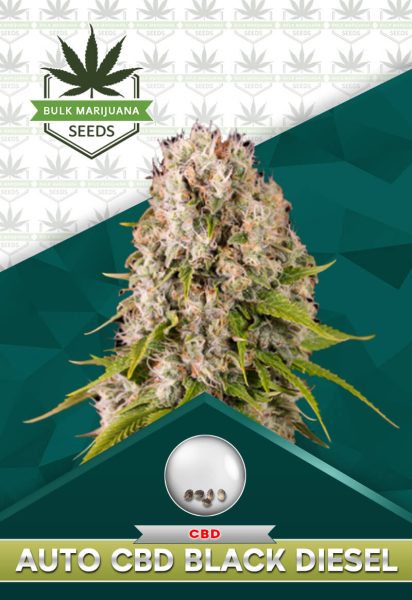 Autoflower CBD Black Diesel Strain