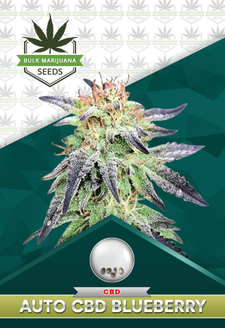 Autoflower CBD Blueberry Strain